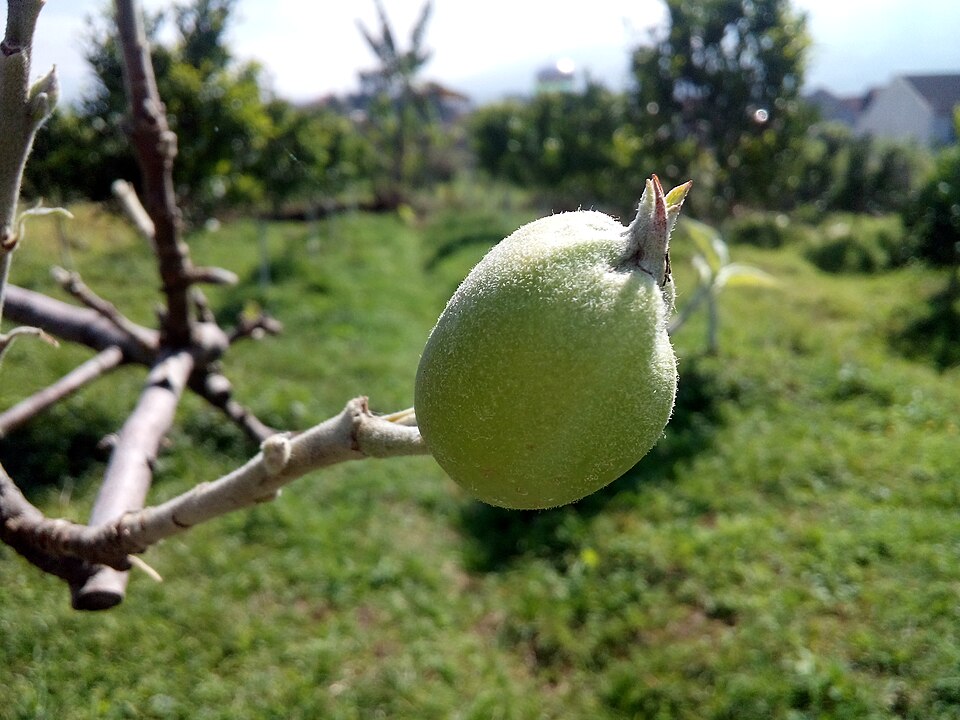 Kebun Apel — Batu