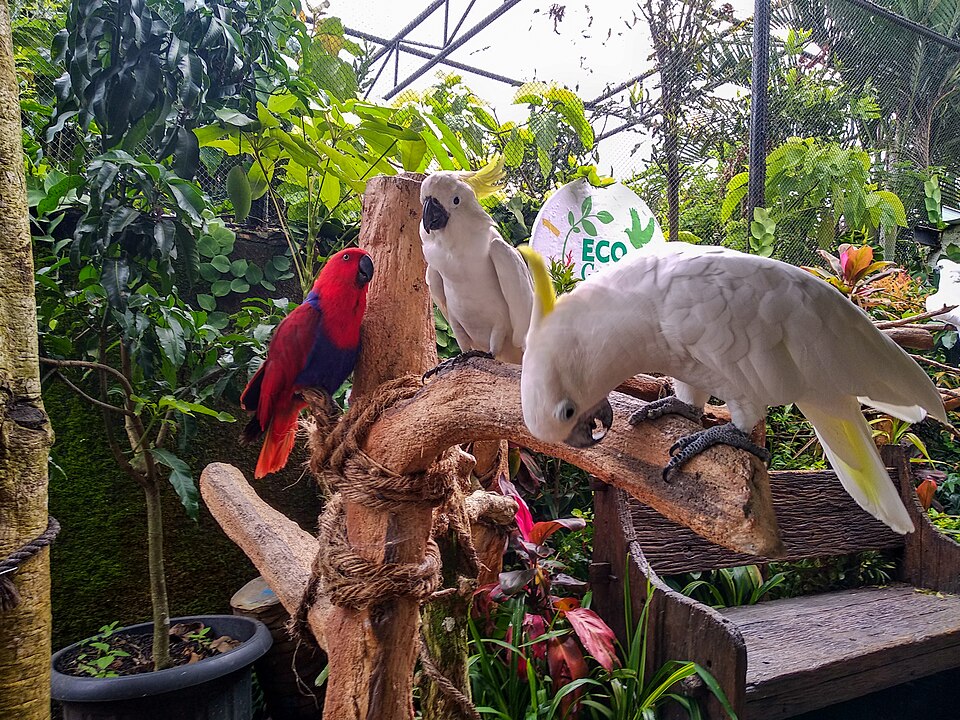 Eco Green — Batu