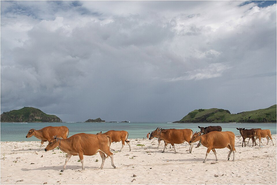 Tanjung Aan — Lombok