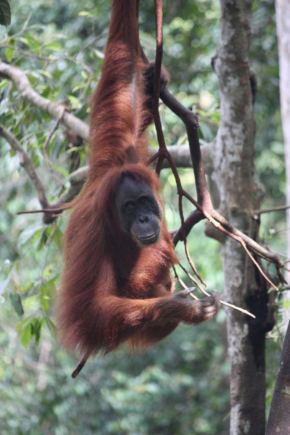 Bukit Lawang — Medan